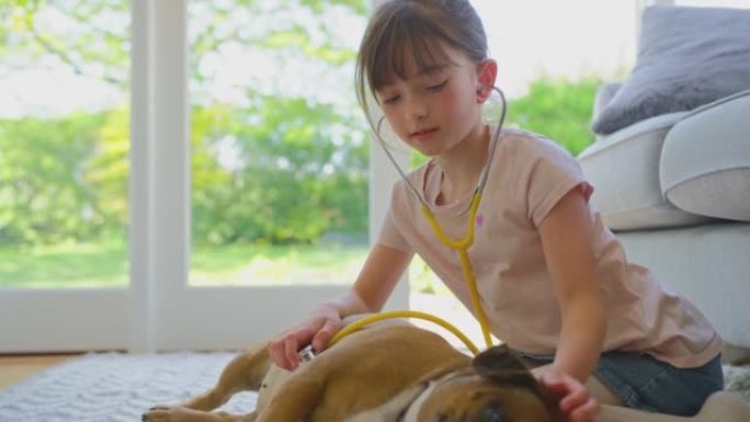 假装在家做兽医的女孩用听诊器检查宠物法国斗牛犬-慢动作射击