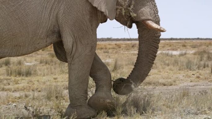 非洲纳米比亚埃托沙国家公园大象吃刷女士