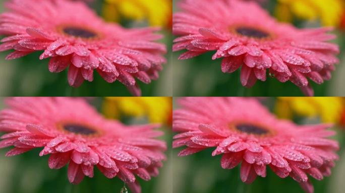 雨滴从天而降，落在粉红色的雏菊非洲菊上。覆盖着水滴，花朵的花瓣在其重量的作用下消失。慢动作微距拍摄
