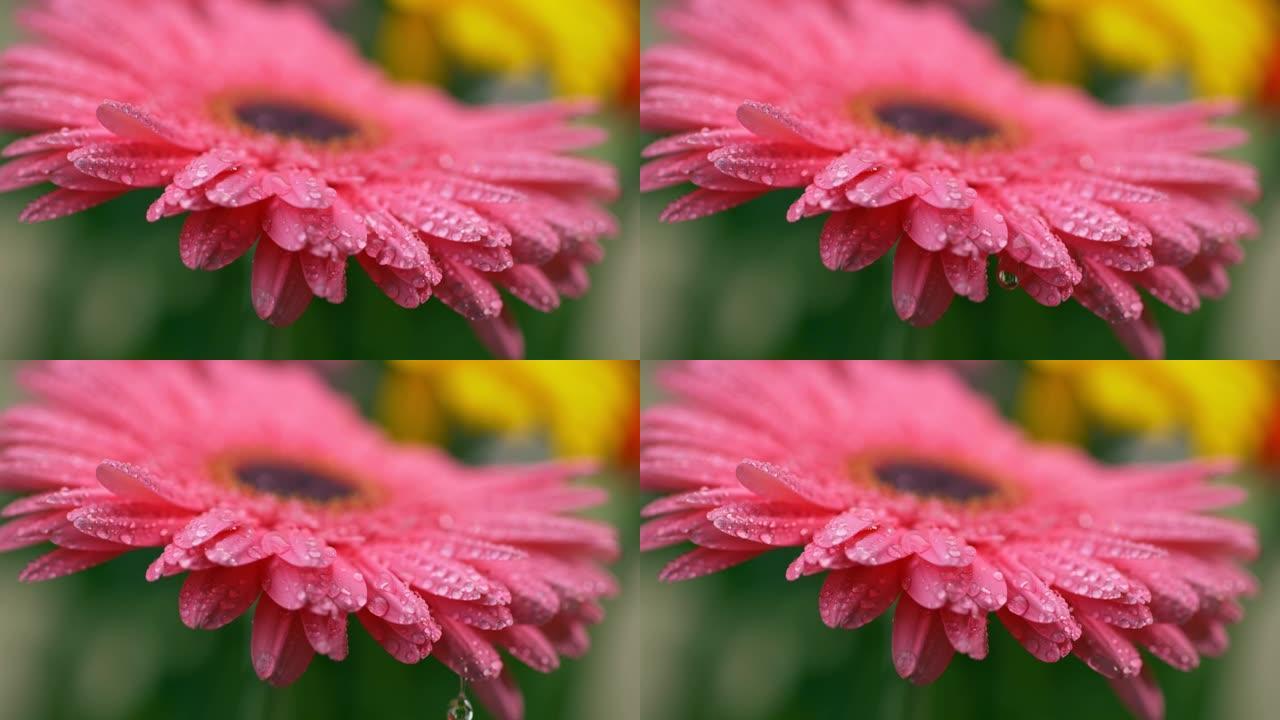 雨滴从天而降，落在粉红色的雏菊非洲菊上。覆盖着水滴，花朵的花瓣在其重量的作用下消失。慢动作微距拍摄