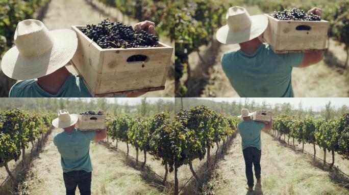 一名男性农民携带一箱葡萄的4k录像