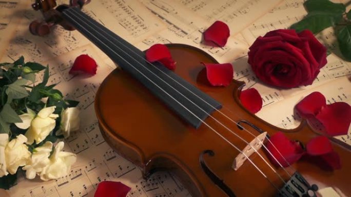 玫瑰花瓣散乱音乐激情概念小提琴