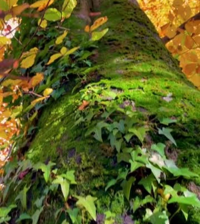 垂直: 长春藤覆盖的秋天彩色苔藓树干的详细照片。