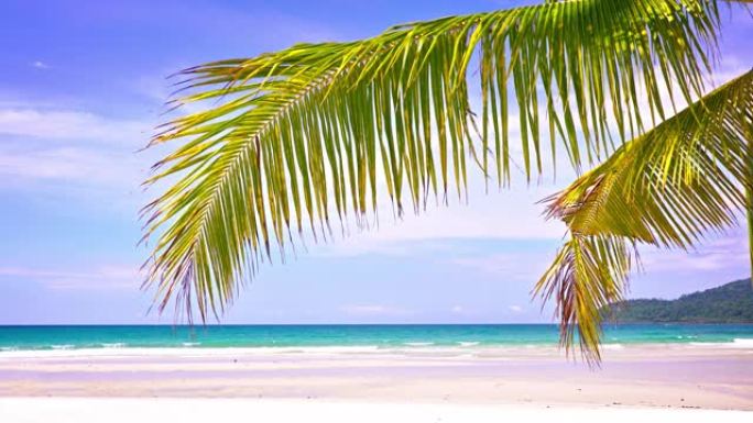 热带豪华海滩。棕榈树