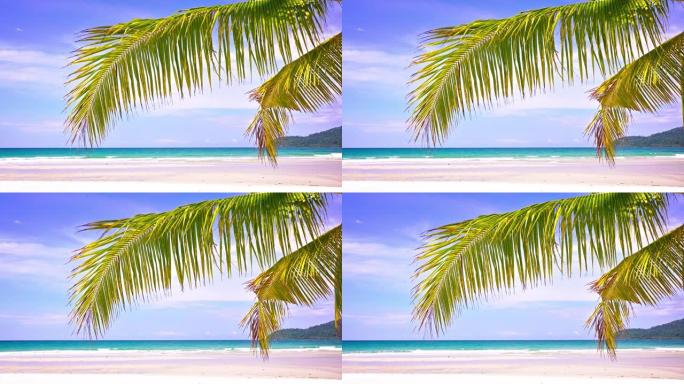 热带豪华海滩。棕榈树