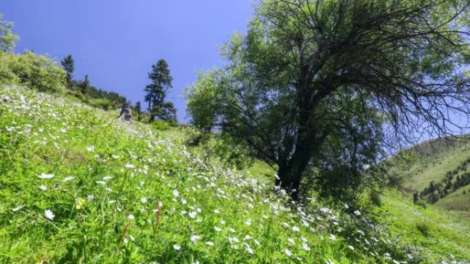 川西高原夏季花开漫天遍野野生花朵鲜花