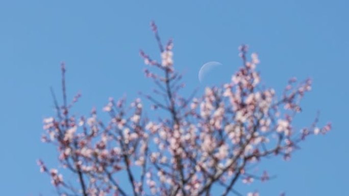 月亮升起在桃树后面