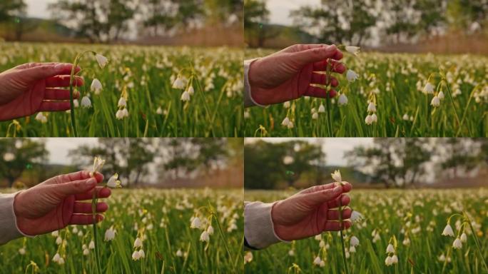 近景女子触摸雪花花的白花，晚上站在田野里，克尔卡国家公园