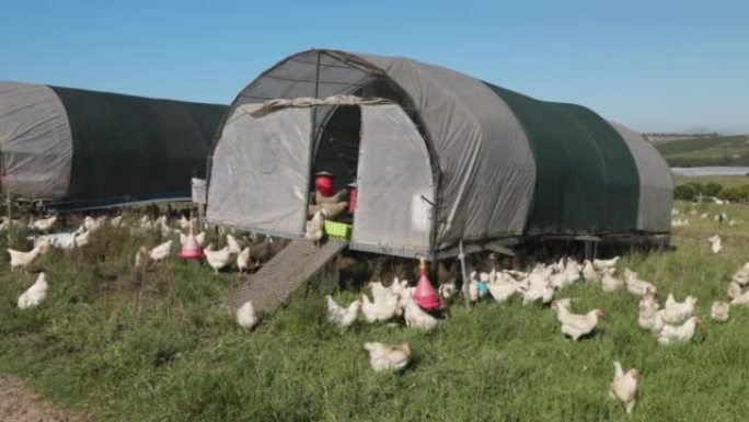 平移视图。农场上的大批自由放养有机鸡及其便携式可移动鸡舍