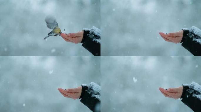 特写: 在暴风雪期间，可爱的鸟从雌性手中啄出种子。