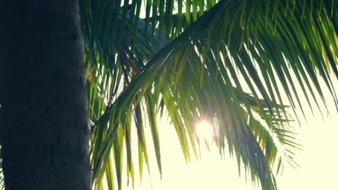 日落与剪影棕榈树夕阳落日阳光穿过透过逆光