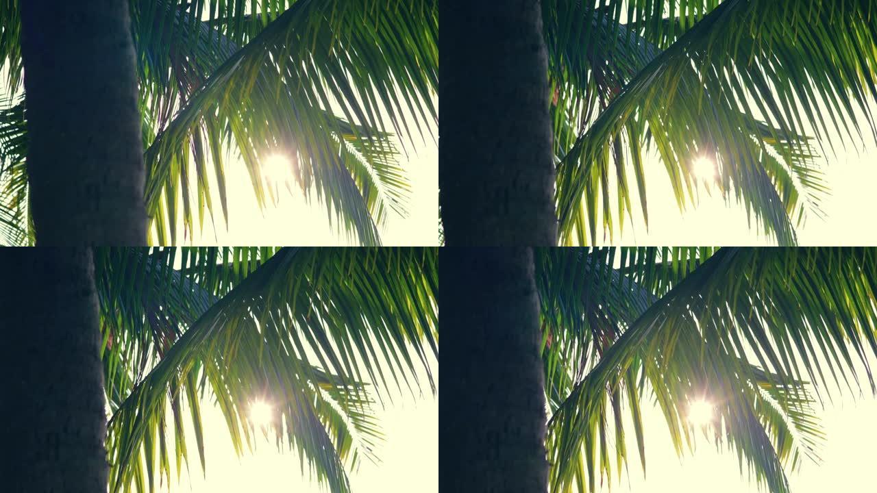 日落与剪影棕榈树夕阳落日阳光穿过透过逆光