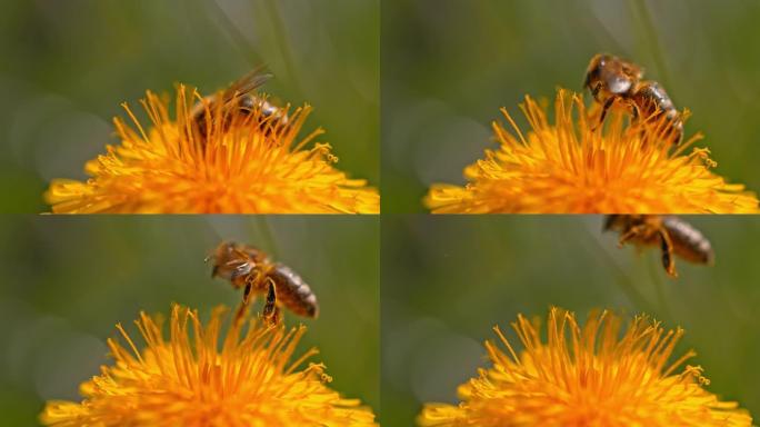 速度斜坡ECU蜜蜂在给蒲公英授粉后飞走