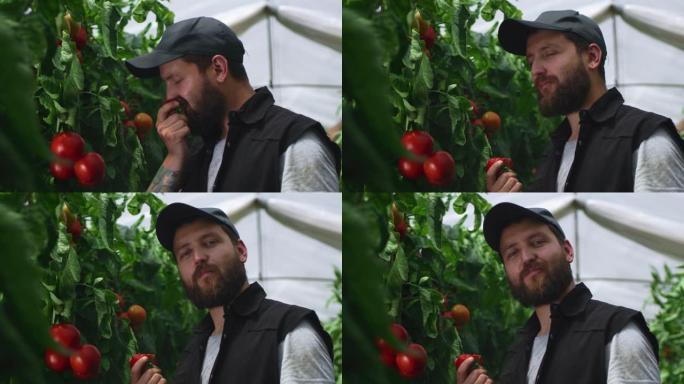 高兴的人在温室里吃西红柿