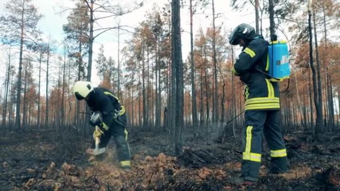 消防员大火过后，森林正在处理