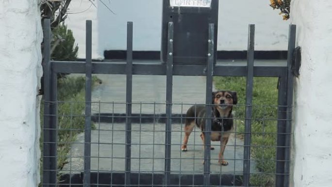 阿根廷一所房子的栅栏后面的小狗。