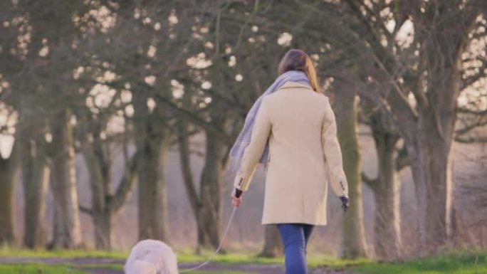 带假肢行走宠物金毛猎犬的女人的后视图穿过秋天或冬天的乡村 -- 慢动作拍摄