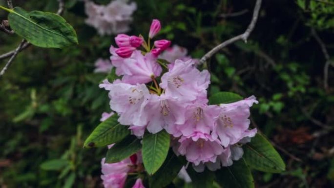 川西高原高山杜鹃花自由开放