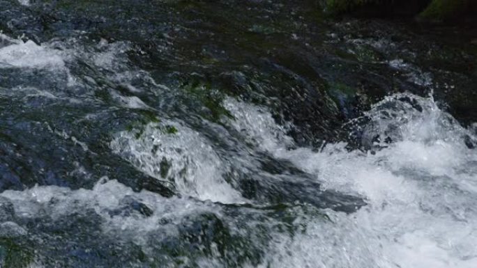 特写: 河流在阴暗的树林中冲水和飞溅的详细镜头