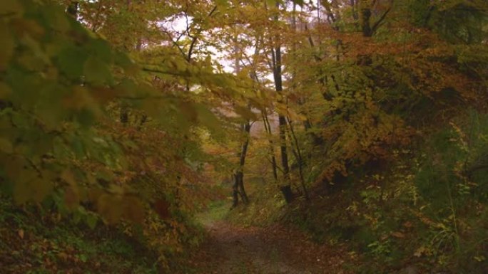 在雾蒙蒙的日子里，空荡荡的叶子小径穿过色彩鲜艳的森林。