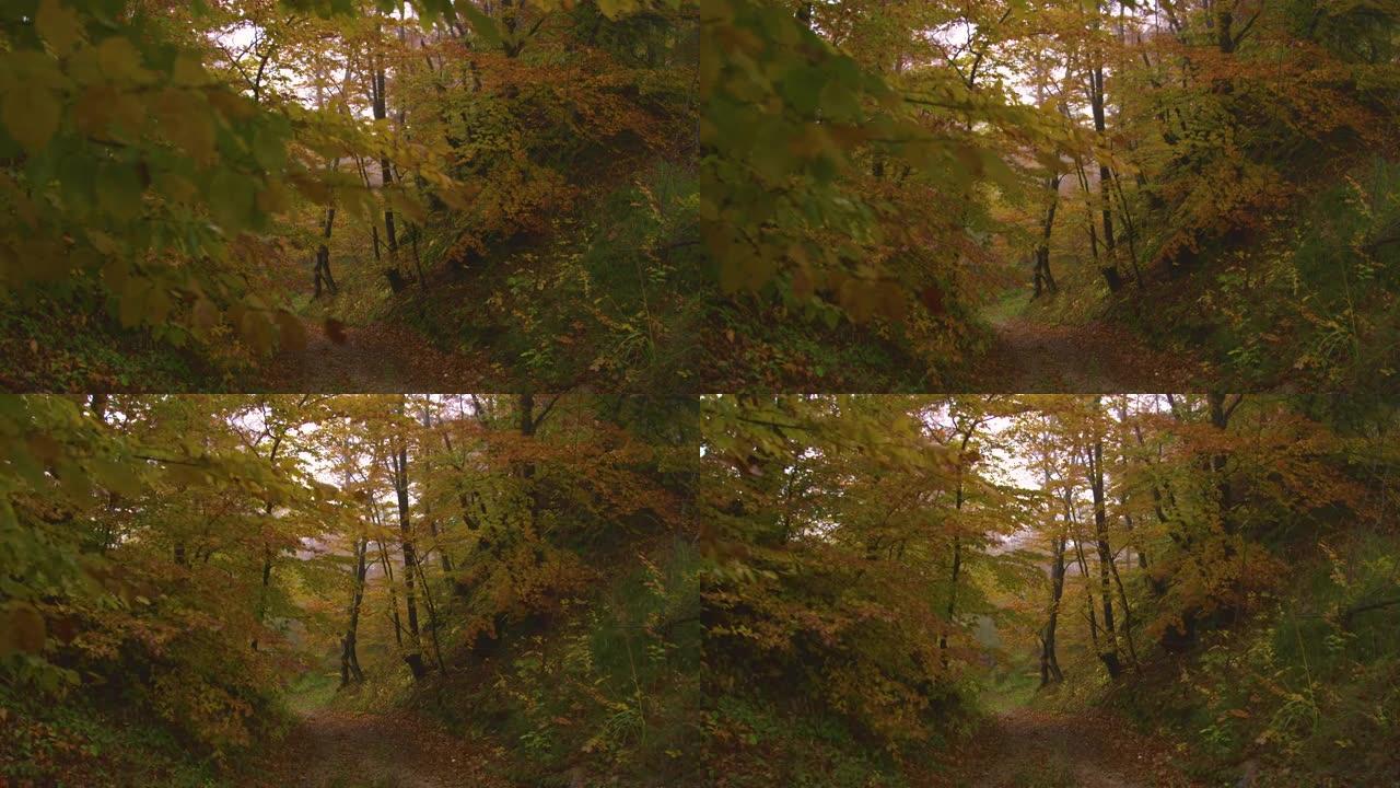 在雾蒙蒙的日子里，空荡荡的叶子小径穿过色彩鲜艳的森林。