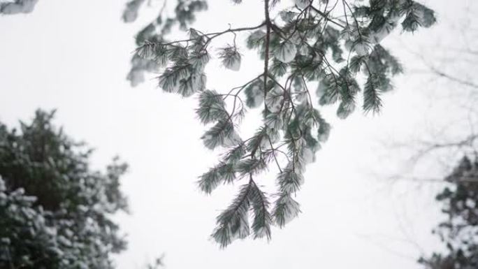 一棵被新鲜雪覆盖的松树
