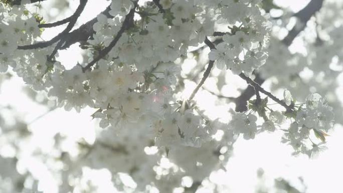 慢动作: 春天盛开的白花