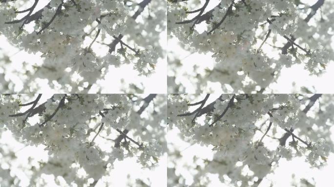 慢动作: 春天盛开的白花