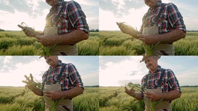 SLO MO高级农民在田间检查小麦植物