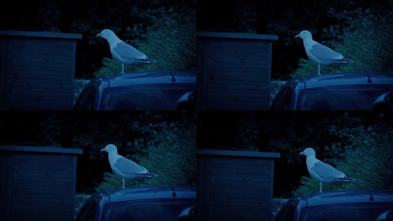 海鸥在黄昏时在车顶呼唤