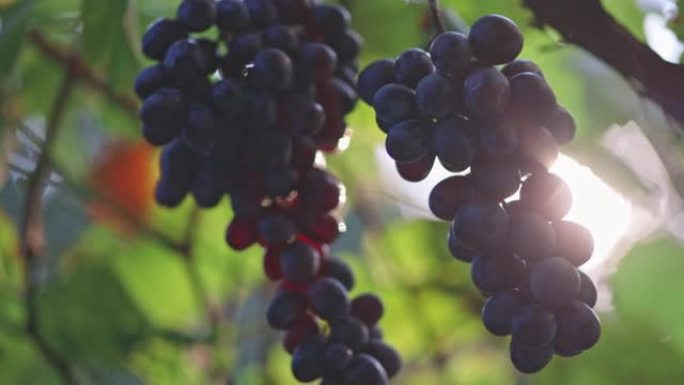 红色成熟的生态葡萄酒葡萄在风中摇曳。日落时的葡萄园，葡萄收获，意大利。完美的酿酒葡萄