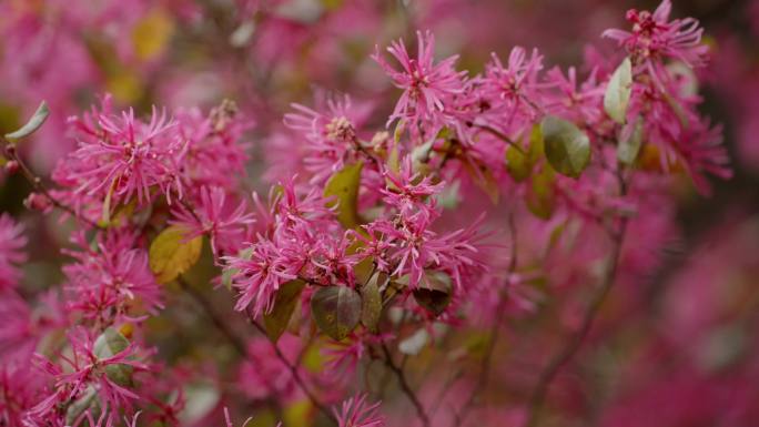 春天红花檵木白花甘蓝