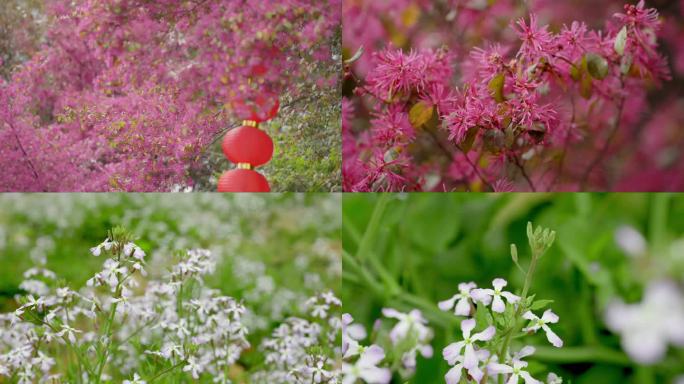 春天红花檵木白花甘蓝