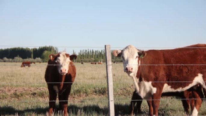 阿根廷农场里放牧的赫里福德牛。4k分辨率。