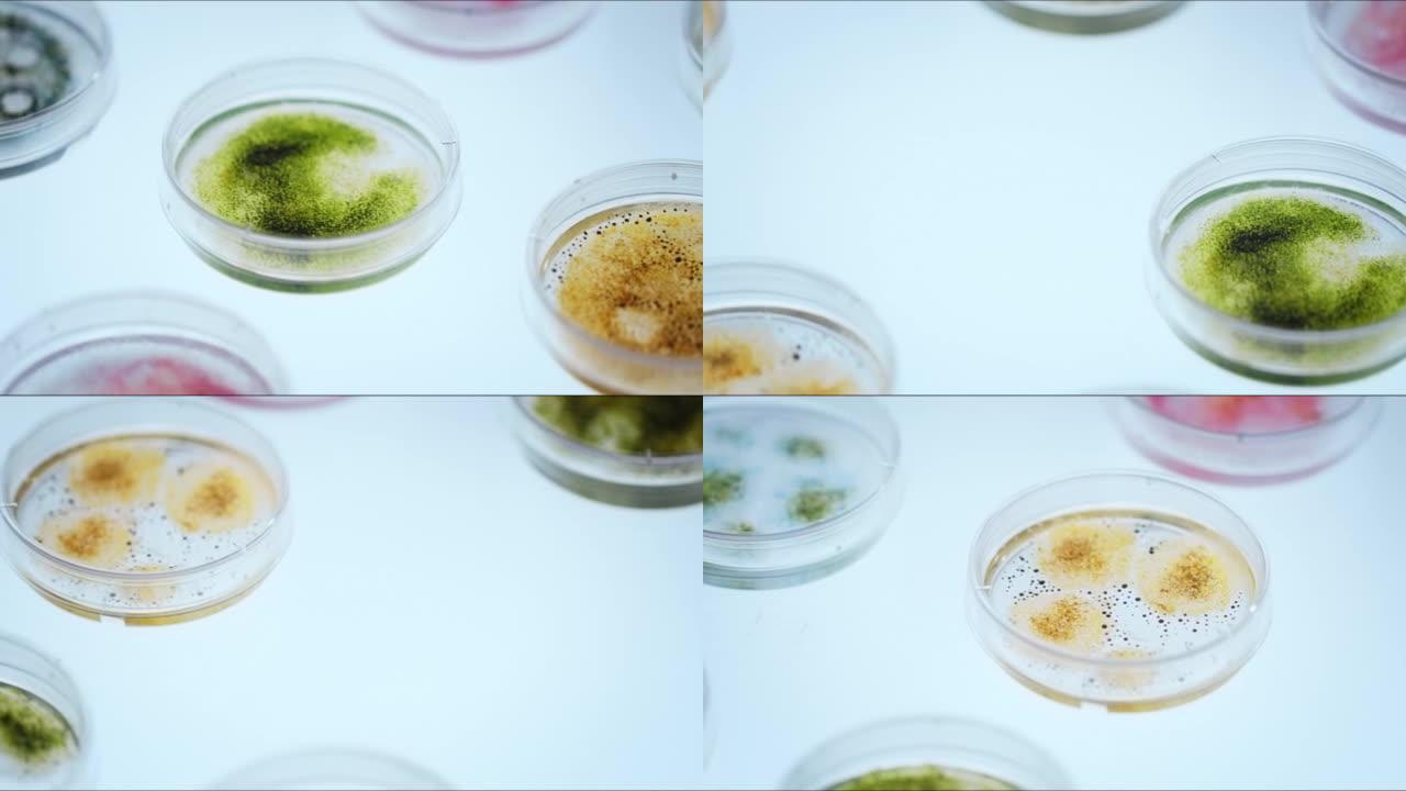 带真菌的彩色培养皿在慢动作的白色桌子上