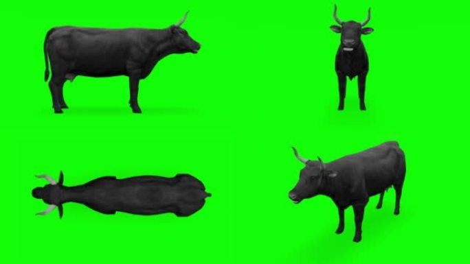在绿屏上吃牛。动物的概念，野生动物，游戏，返校，3d动画，短视频，电影，卡通，有机，色键，人物动画，