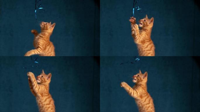 特写: 一只姜色的小猫用washi弦玩耍的可爱镜头