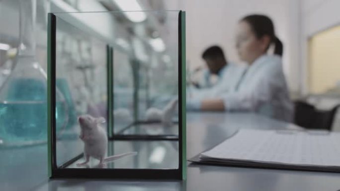 玻璃水箱里可爱的实验鼠