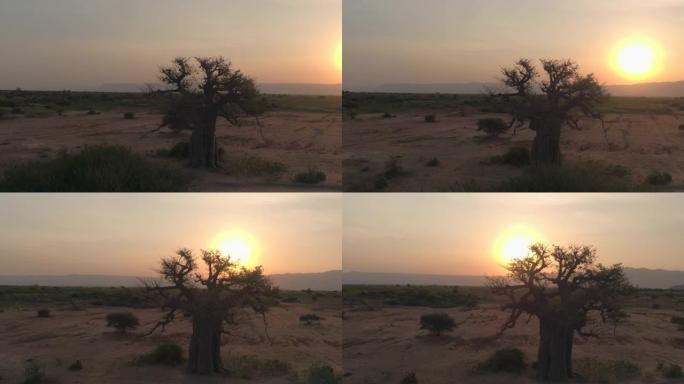 航拍:在一个阳光明媚的夏天傍晚，非洲大草原的风景如画的景色。