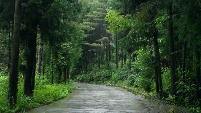 雨中的森林之路清新美丽乡间小道