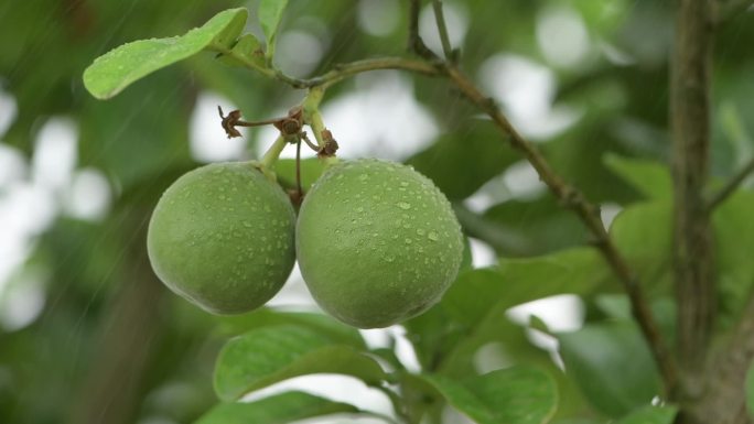 橘红果止咳化痰名贵中药贡药
