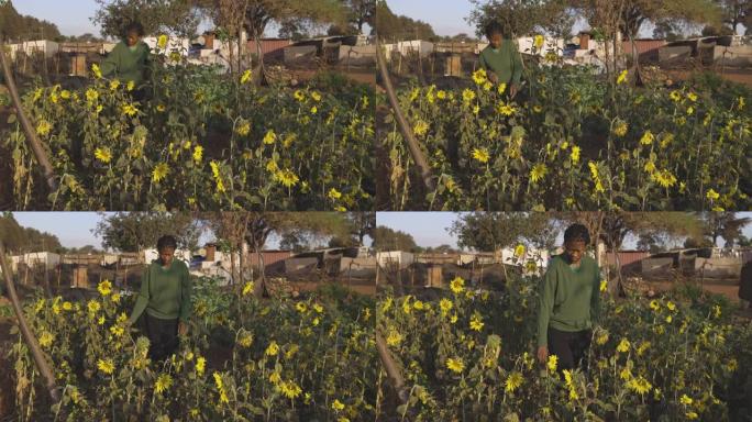 一名非洲黑人妇女在检查非正式定居点 (棚户区) 的一个小社区花园里种植的向日葵