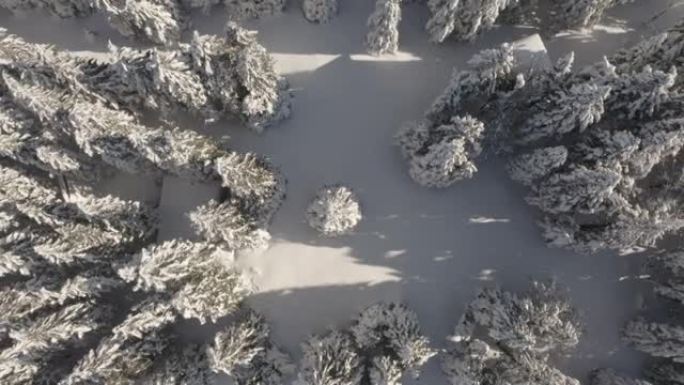 森林中积雪覆盖的树木