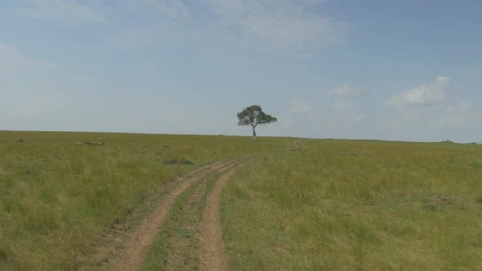驾车穿越非洲野生动物园，驶向孤独的树