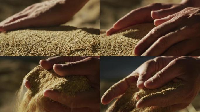 一位年轻成功的农民在收获生物小麦谷物时用手控制的特写镜头