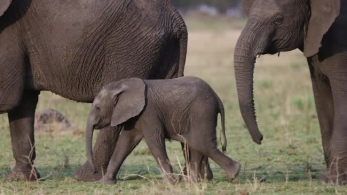 Close-up. Cute young elephant calf walking next to