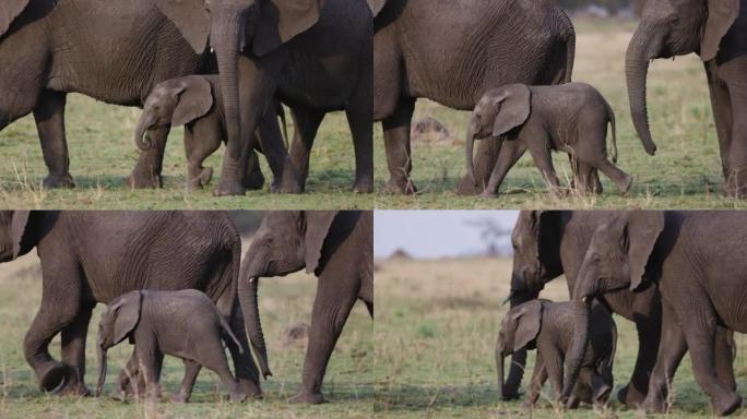 Close-up. Cute young elephant calf walking next to