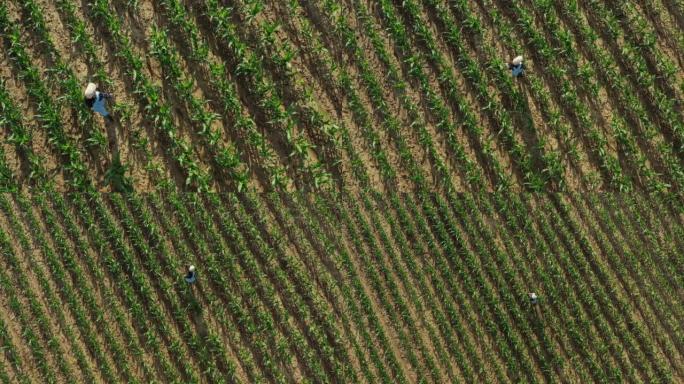 鸟瞰，农民妇女与长棕色头发，帽子和工作服走过一个农业玉米田，无人机拍摄高角度
