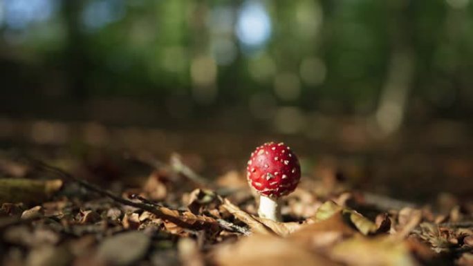 美丽的小红白苍蝇木耳蘑菇