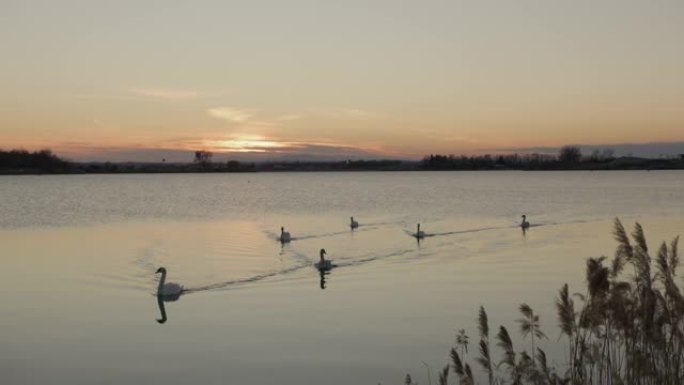 漂浮在湖上的天鹅水面湖面群鸟
